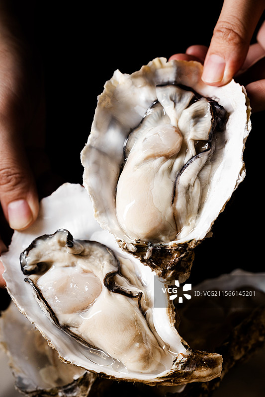 生蚝鸡煲走地鸡生蚝醉鸡煲打边炉涮火锅鸡皮鸡肉清远鸡鸡骨鲜活生蚝砂锅鸡药材鸡鸡汤炖鸡图片素材