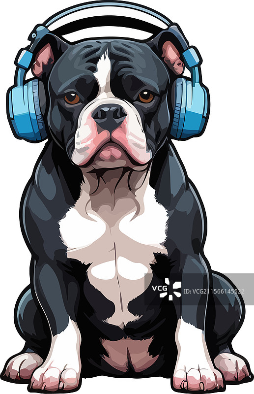 忠诚自信的黑色美国斗牛犬图片素材