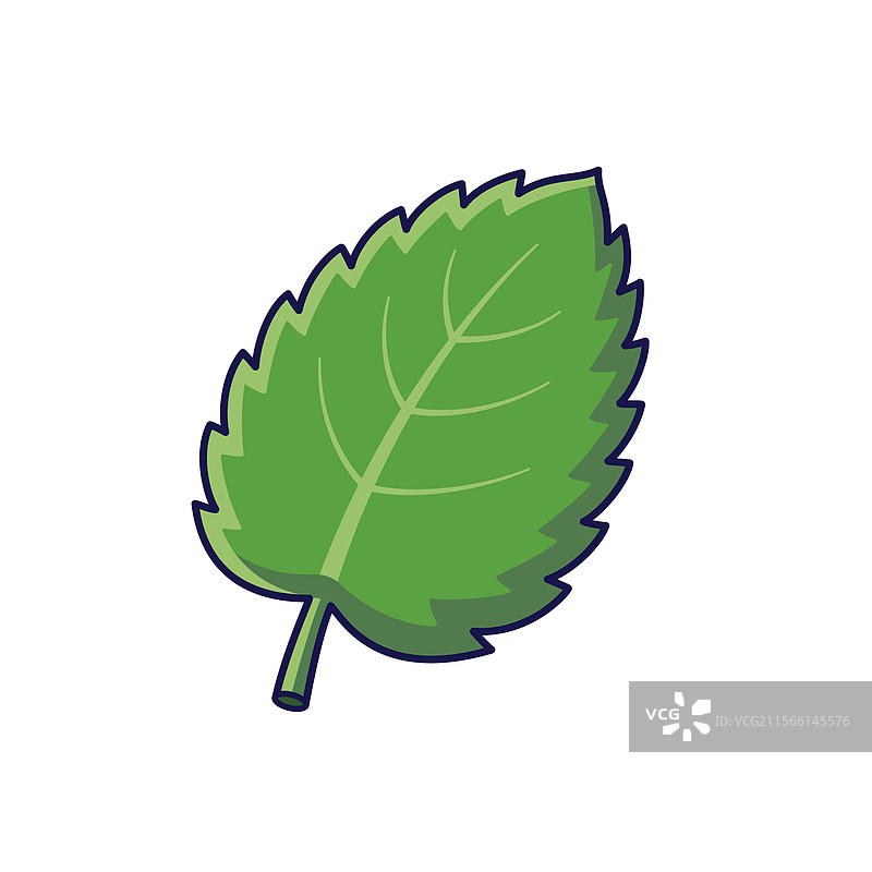 可爱的薄荷叶新鲜草药概念图片素材