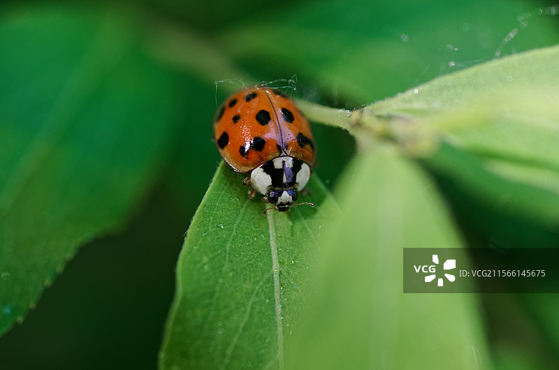 叶子上的瓢虫，户外自然生态，动物昆虫甲虫，微距特写，春天夏天图片素材