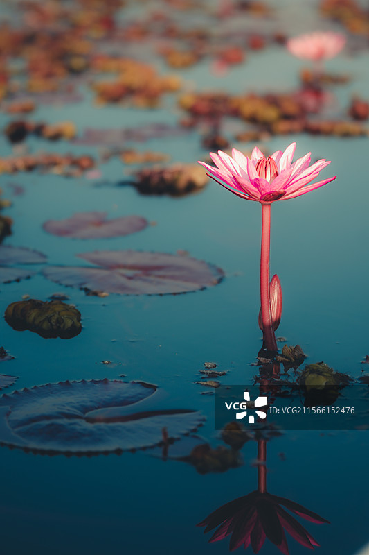 乌隆他尼红莲湖红莲图片素材