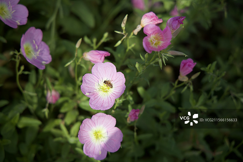 聚焦光影中的采蜜小蜜蜂，就像聚光灯下认真生活的您我图片素材