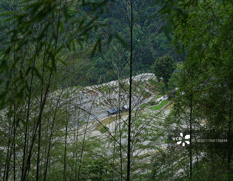 竹林与梯田图片素材