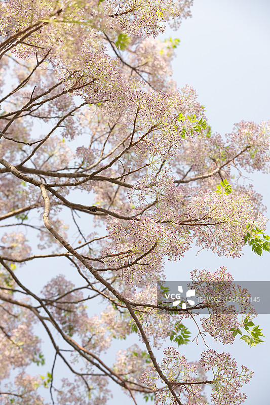 开花的苦楝树图片素材