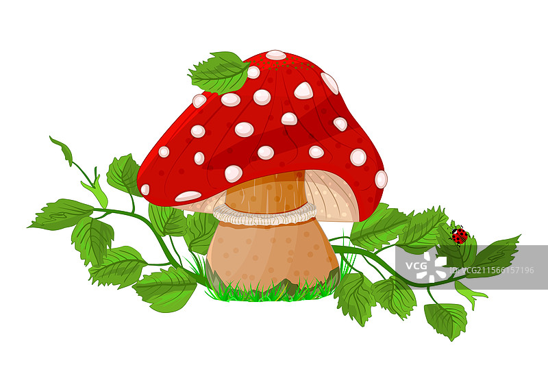 白色背景上的草地中的苍蝇伞蘑菇图片素材