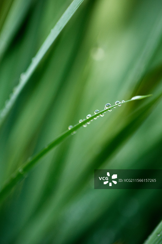 叶子上水滴的特写镜头，户外自然生态，露水露珠雨水水滴，微距特写图片素材