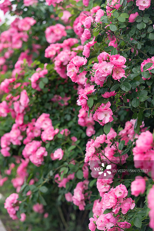 粉色月季花安吉拉图片素材