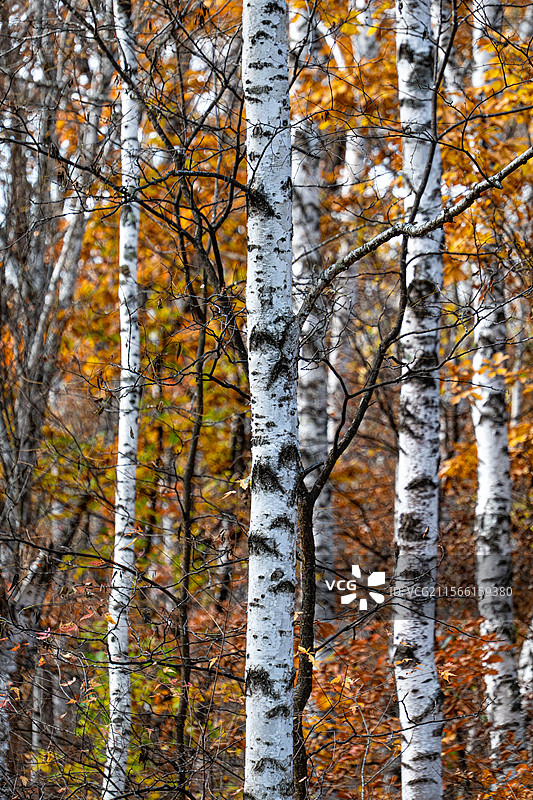 五营国家森林公园里面的自然植被图片素材