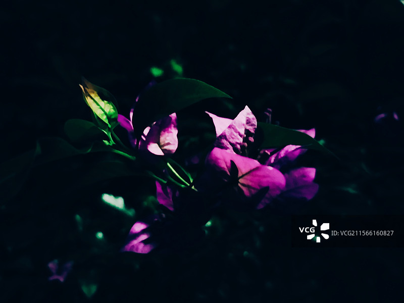 夜中花图片素材