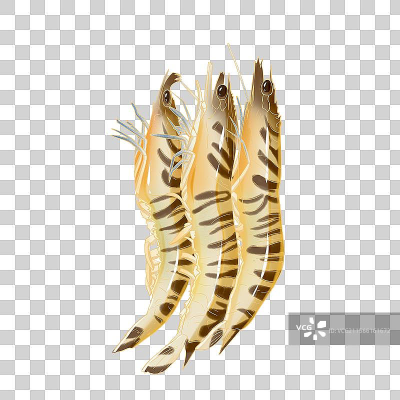 竹节虾图片素材