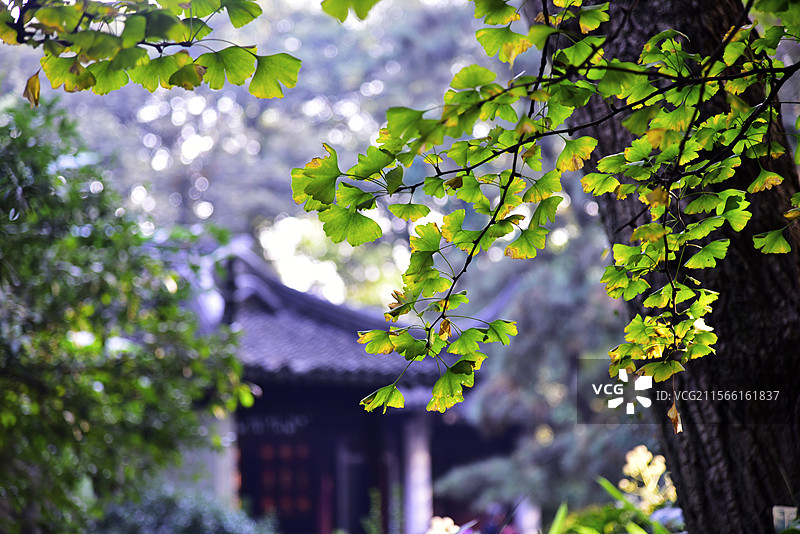 江苏省苏州虎丘山风景名胜区秋天银杏树图片素材