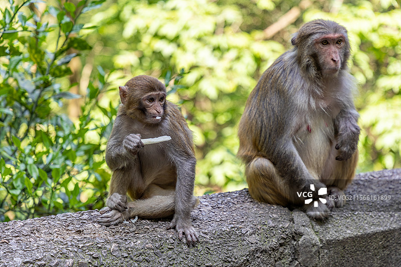 坐在石栏上的母子猕猴，小猕猴正在吃东西图片素材