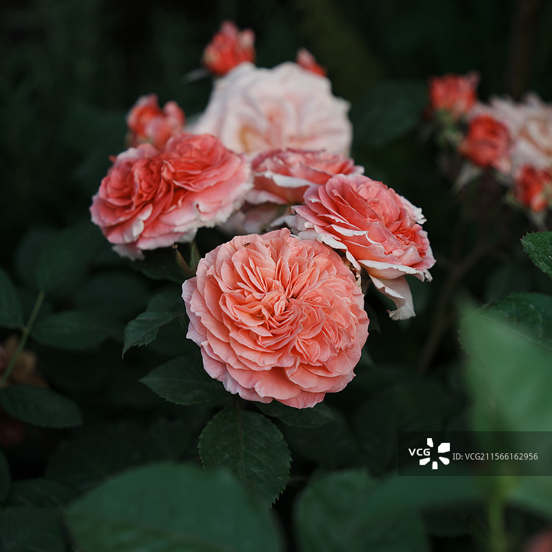 多芯月季花图片素材