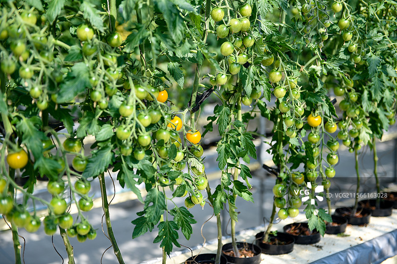 新型农业蔬菜大棚里的小番茄图片素材