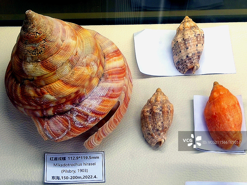 2025年五一假期、广州国际贝壳展、海洋生物、工艺品、纪念品、藏品图片素材