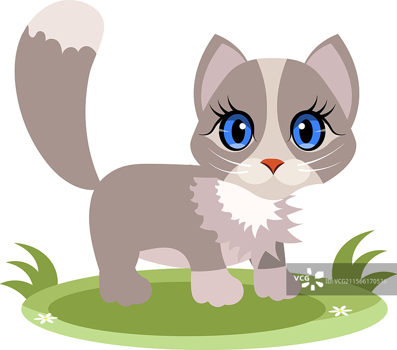 可爱的动物，猫，一只灰色的小猫站在图片素材