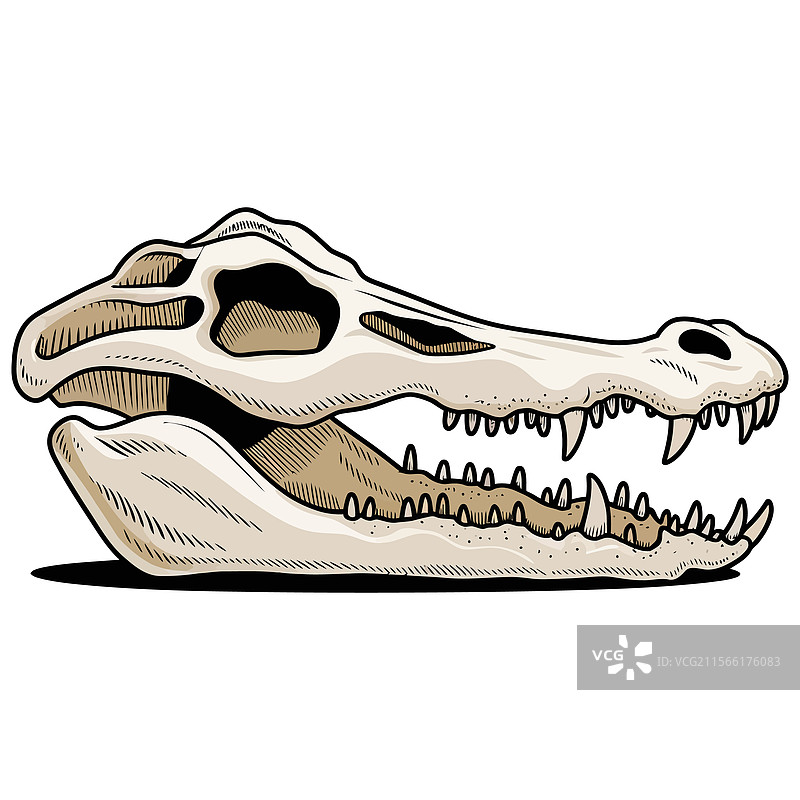 大胆的骷髅图片素材