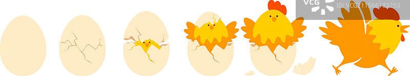 鸡蛋孵化阶段图片素材