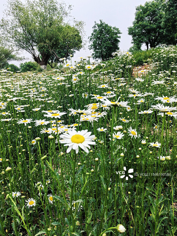 唐长安城未央宫遗址公园-大滨菊图片素材