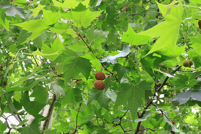 户部巷，汉口江滩，吉庆街，武汉长江大桥，黄鹤楼，武汉市历史文化街区，老房子，图片素材