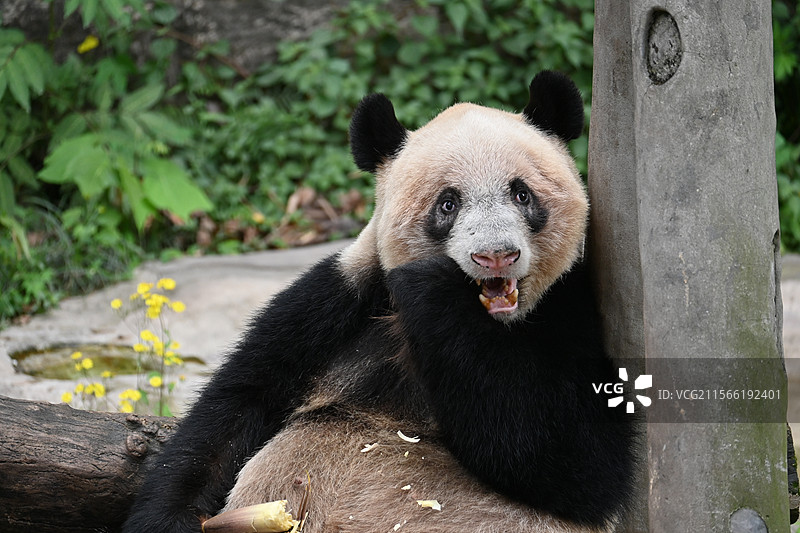 熊猫吃竹笋 熊猫吃东西图片素材