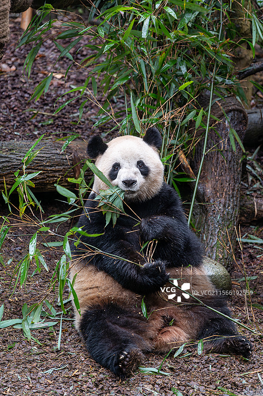 四川熊猫谷大熊猫图片素材