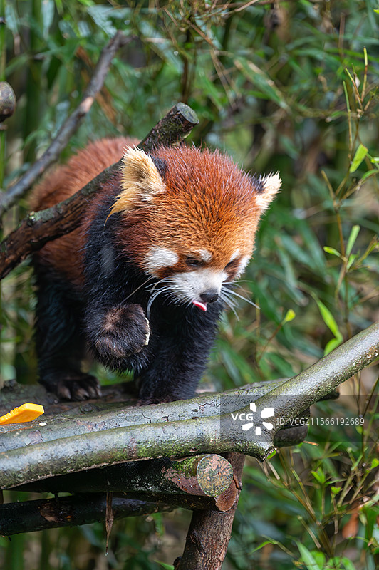 四川熊猫谷小熊猫图片素材
