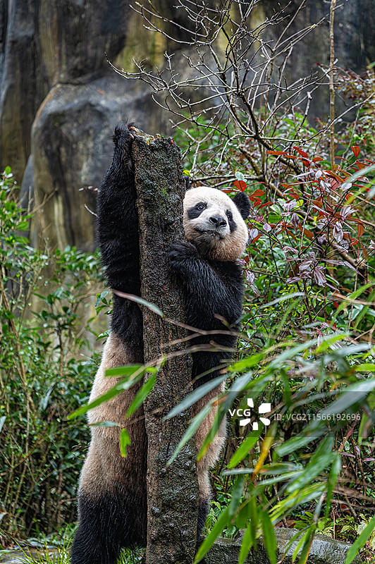 四川熊猫谷大熊猫图片素材