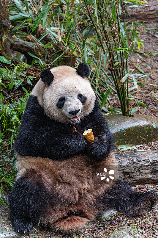 四川熊猫谷大熊猫图片素材
