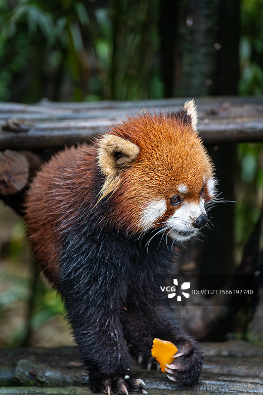 四川熊猫谷小熊猫图片素材