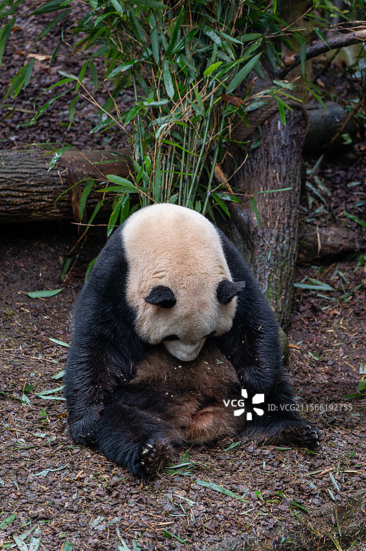 四川熊猫谷大熊猫图片素材