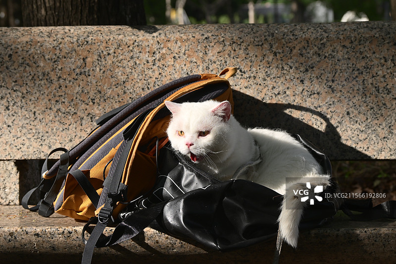 躲猫猫图片素材