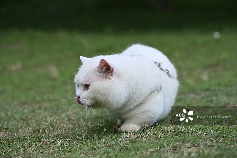 接近中的白猫图片素材