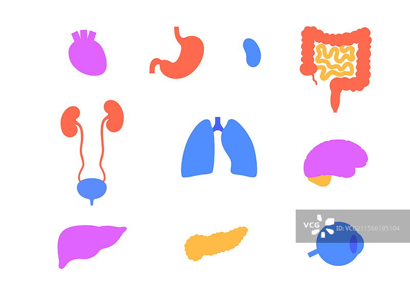 人体内部器官图片素材