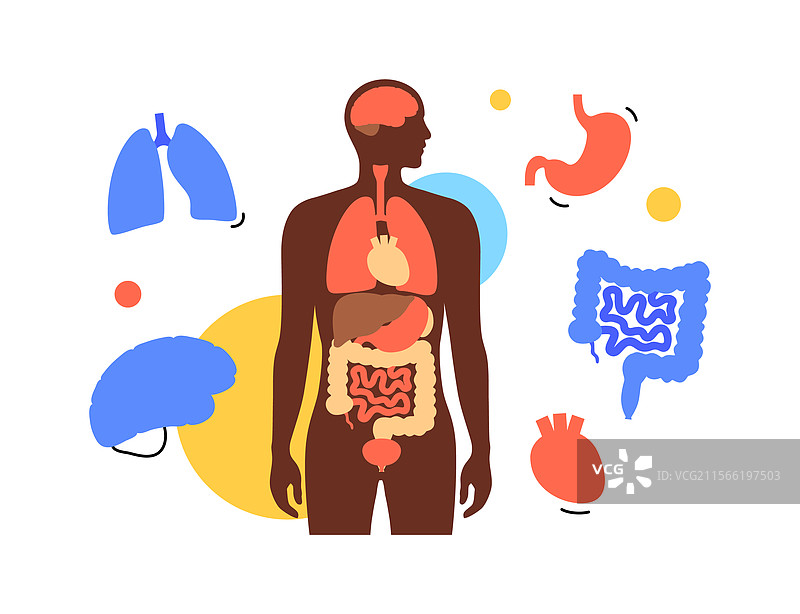 人体内部器官图片素材