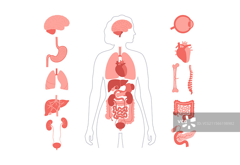 人体内部器官图片素材