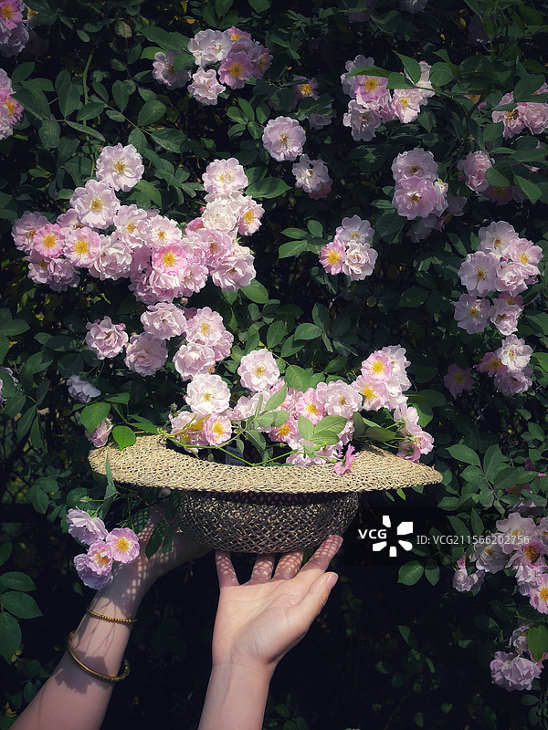 蔷薇花开图片素材