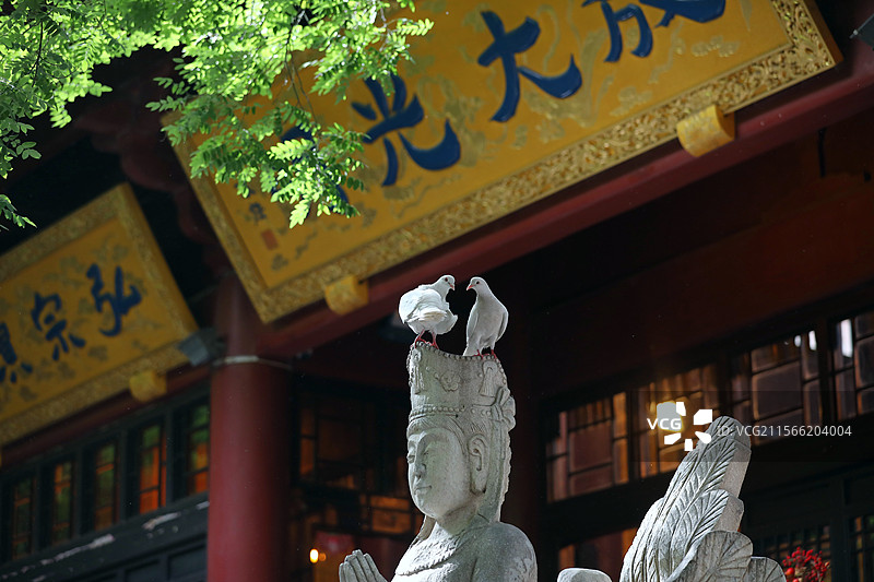 郑州大观音寺的鸽子图片素材