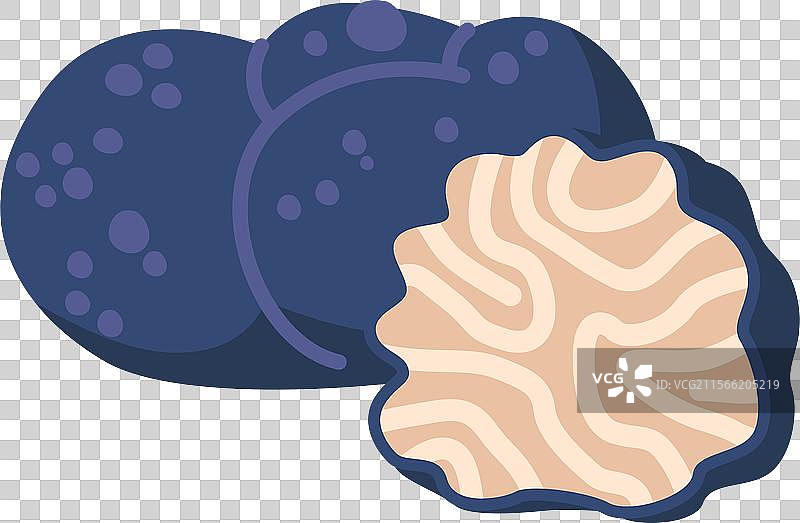 可食用的松露蘑菇图片素材