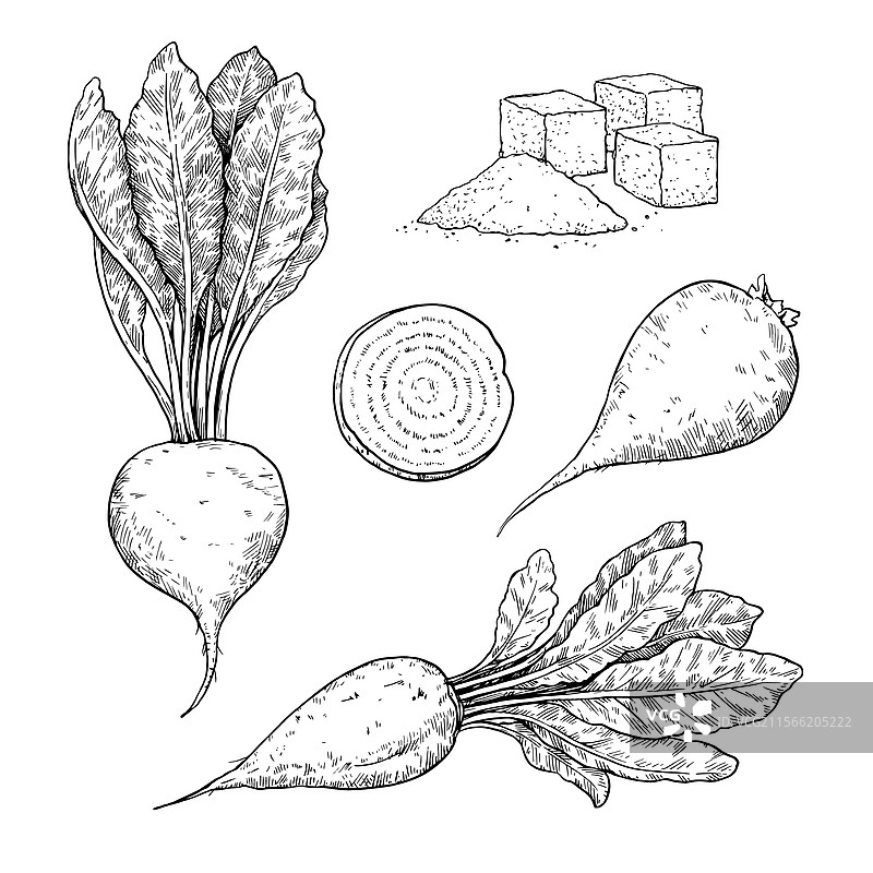 糖用甜菜根植物及其切片的雕刻图案图片素材