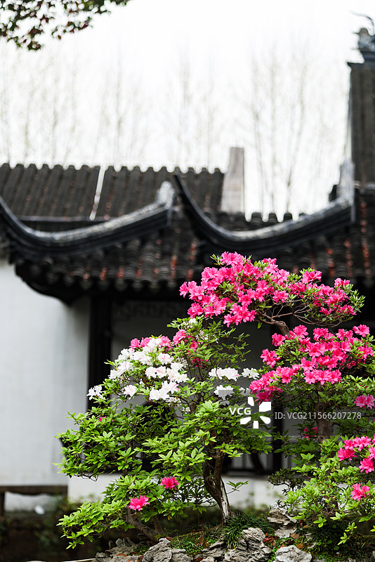 一年一度的拙政园杜鹃花节春天苏州园林建筑风光图片素材