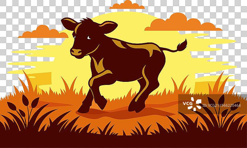 迷人的小牛可爱的婴儿牛奇观图片素材