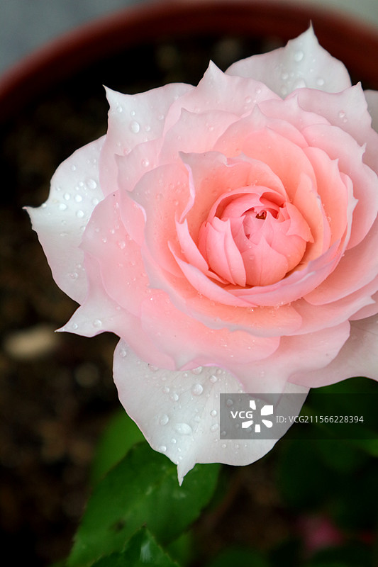 半开粉色月季莫妮卡戴维特写图片素材