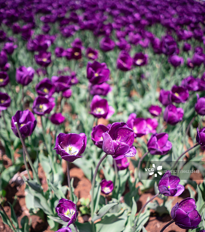 中国野生植物拍摄主题  ,春天的郁金香栽培植物树木，盛开的红色粉色的花朵，户外白昼无人图像摄影图片素材