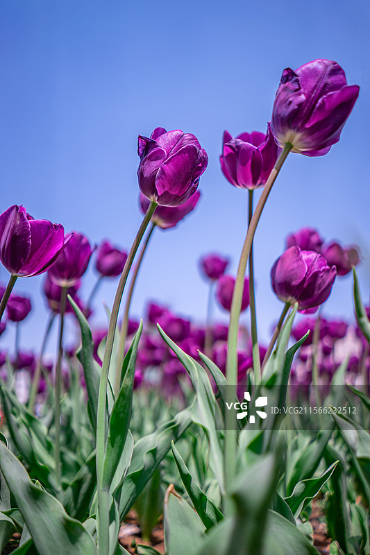 中国野生植物拍摄主题  ,春天的郁金香栽培植物，盛开的红色黄色紫色粉色的花朵，户外白昼无人图像摄影图片素材