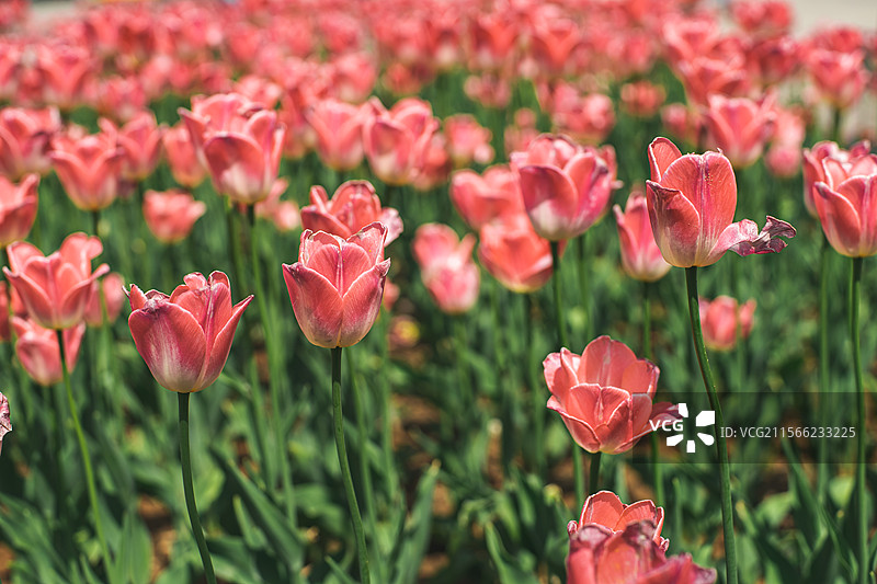 中国野生植物拍摄主题  ,春天的郁金香栽培植物树木，盛开的红色粉色的花朵，户外白昼无人图像摄影图片素材