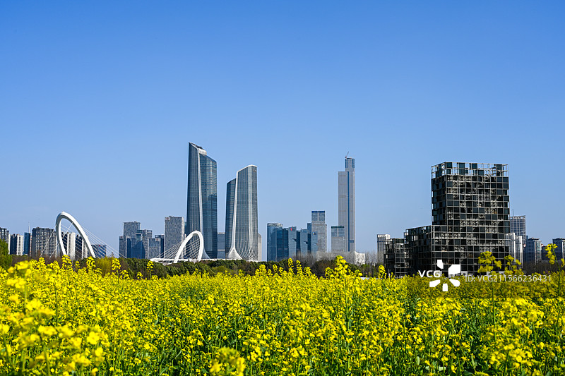 南京市江心洲江岛都市田野油菜花田与城市天际线图片素材