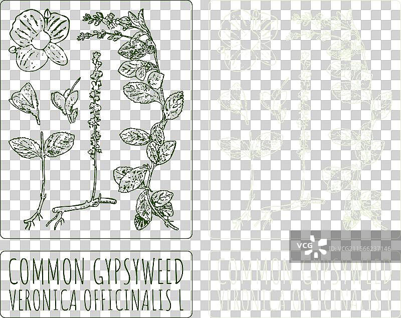 维罗妮卡 271-1ai 绘制的常见吉普赛草图片素材