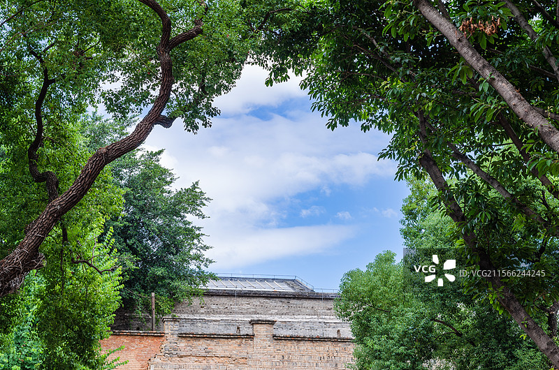 仰拍福州上下杭的大树和蓝天图片素材