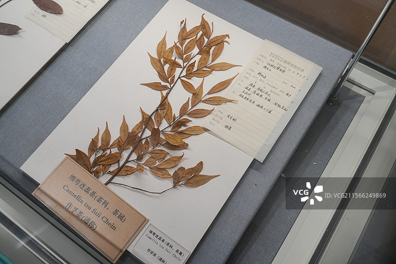 作孚茶 绷萼连蕊茶图片素材